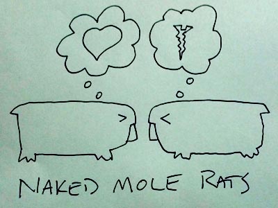 naked mole rats